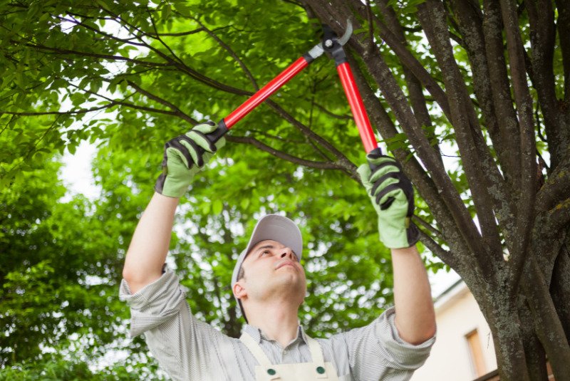 Professional arborist from West Springfield Tree Service pruning and caring for an unhealthy tree.