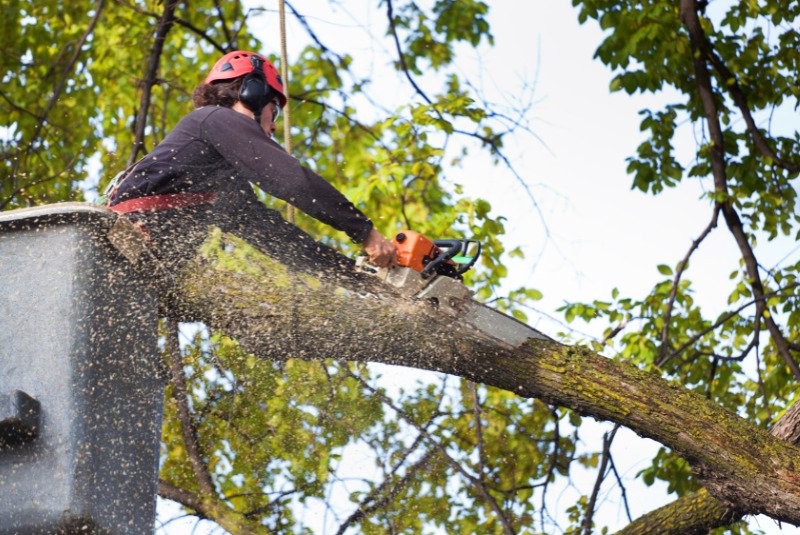 Professional tree worker from West Springfield Tree Service skillfully cutting down a tree as part of our Tree Removal and Cutting Service.