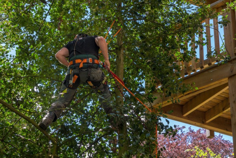 Professional tree worker from West Springfield Tree Service trimming a large tree overhanging a deck.
