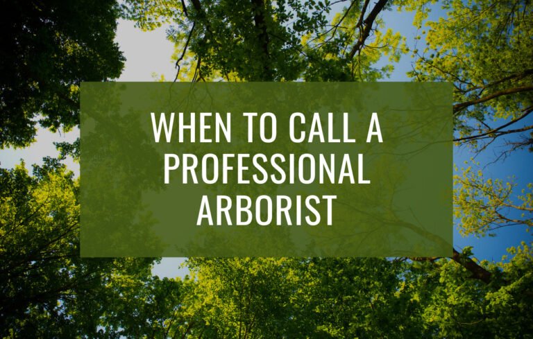 Blog image with the title "When to call a professional arborist."