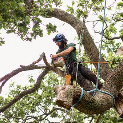 Tree Surgeon in Safety Harness Pruning Large Tree Limb in West Springfield.