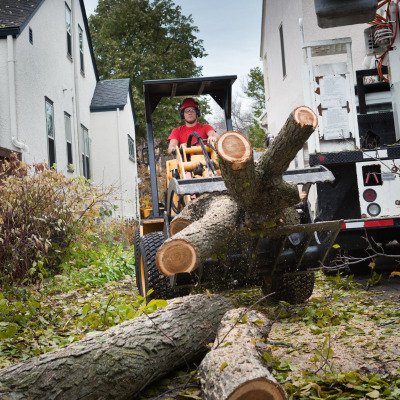 Professional Arborist Conducting Residential Tree Removal in West Springfield